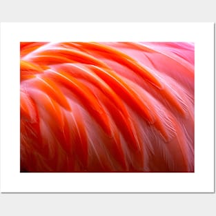 Vibrant flamingo feathers Posters and Art